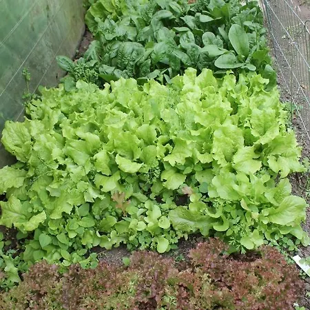 Maison Mille Fleurs アパート *