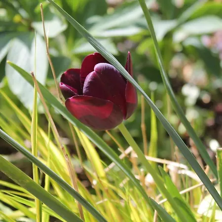 Maison Mille Fleurs Sankt Julian