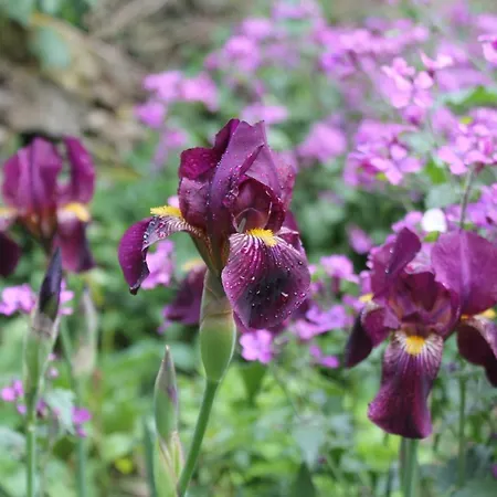 Maison Mille Fleurs アパート Sankt Julian