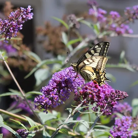 Maison Mille Fleurs アパート *