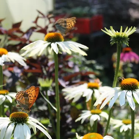 Maison Mille Fleurs アパート