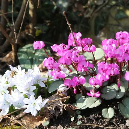 アパート Maison Mille Fleurs