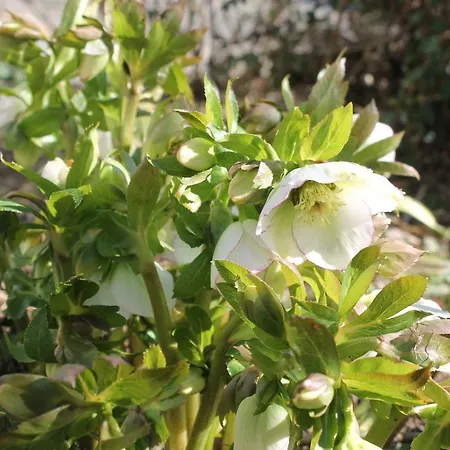 アパート Maison Mille Fleurs Sankt Julian