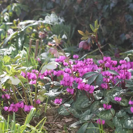 Maison Mille Fleurs * Sankt Julian