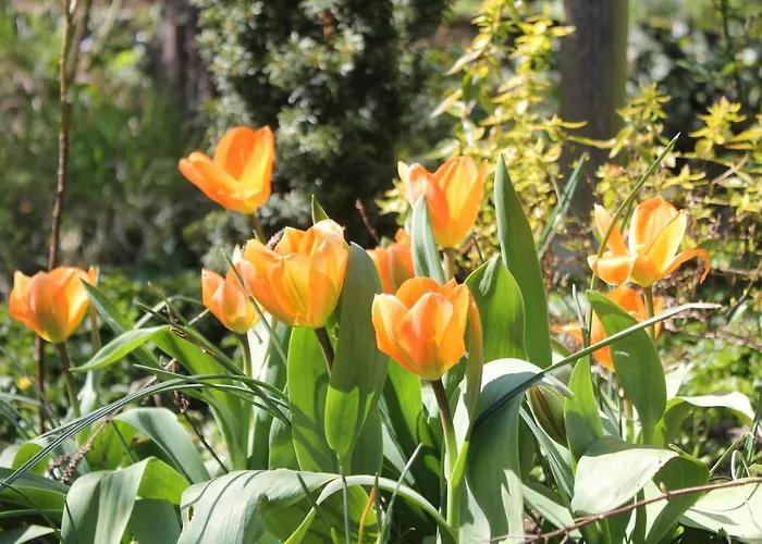 Maison Mille Fleurs *