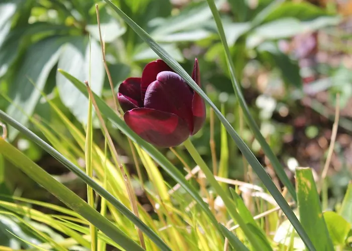 Maison Mille Fleurs Sankt Julian