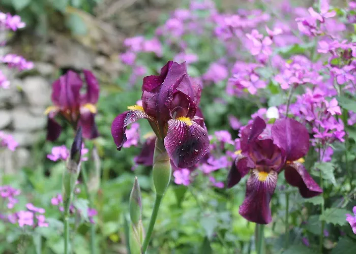 Maison Mille Fleurs Apartamento Sankt Julian