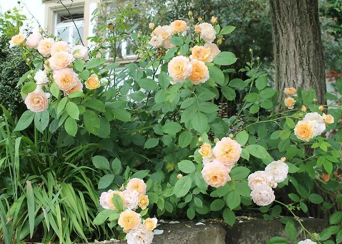 Maison Mille Fleurs Apartamento *