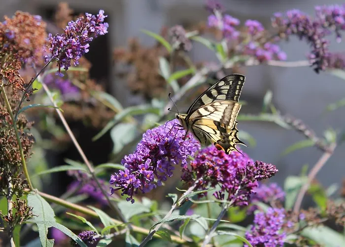 Maison Mille Fleurs Apartamento *