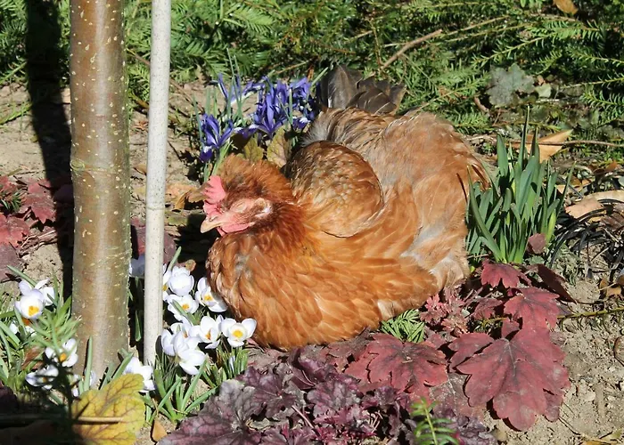 Maison Mille Fleurs *