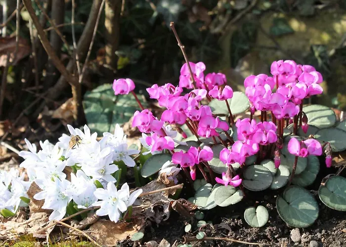 Apartamento Maison Mille Fleurs