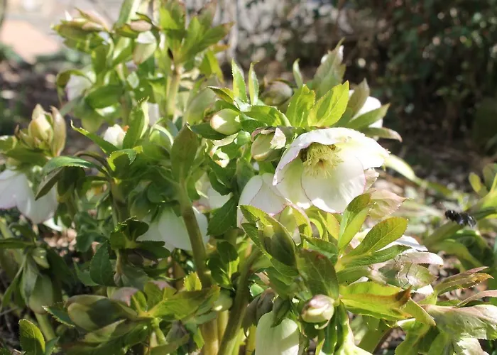 Apartamento Maison Mille Fleurs Sankt Julian